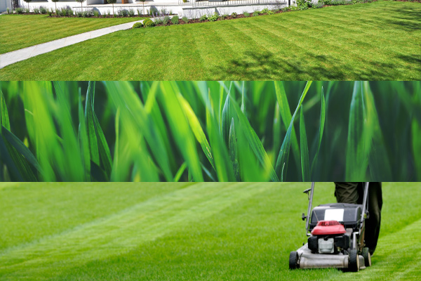 Evolution Seed makes green lawns as shown in horizontal triptych of pictures of green grass
