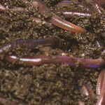 Worms in soil 