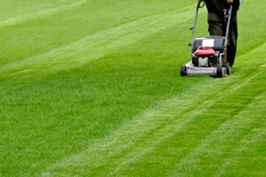 Evolution seed lawn being mowed by walking mower