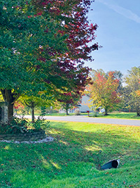Tree removal in Toms River keeps yards looking neat
